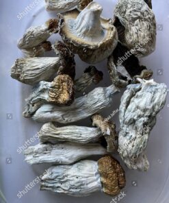 Alternative view of Penis Envy Mushrooms