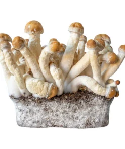 Penis Envy Mushrooms